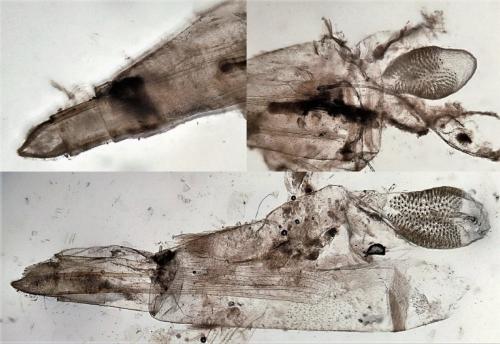 Phycitodes inquinatella